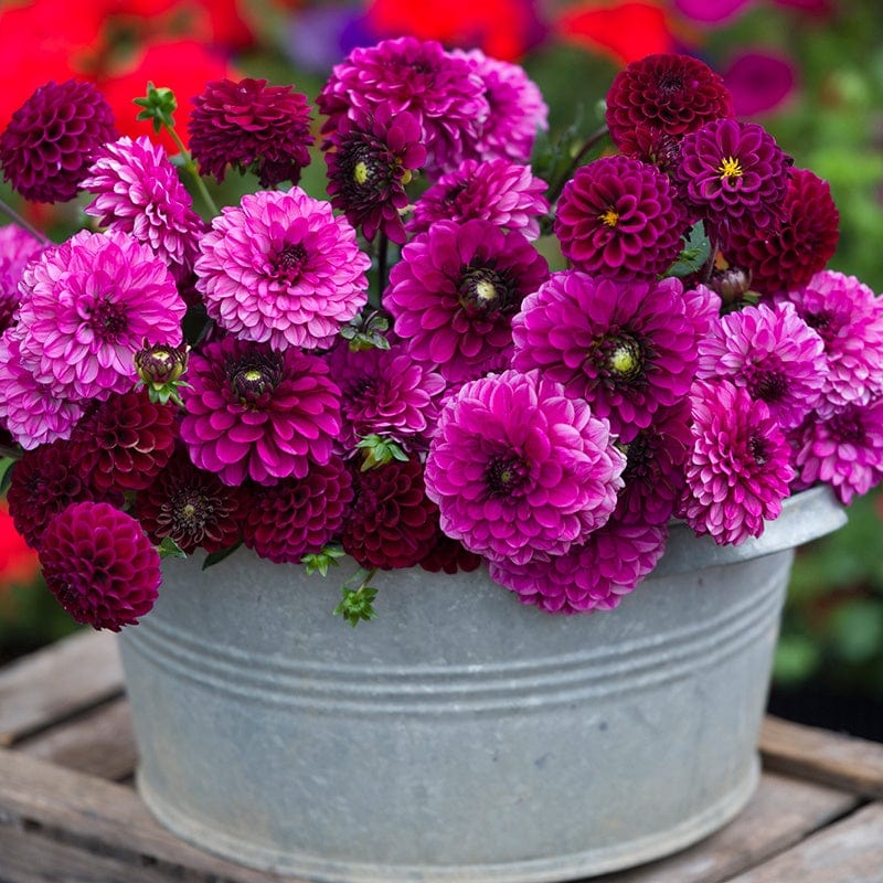 3 tubers, 1 of each The Blackcurrant Cassis Dahlia Collection