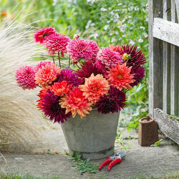 3 tubers, 1 of each The Cinnamon and Cloves Dahlia Collection