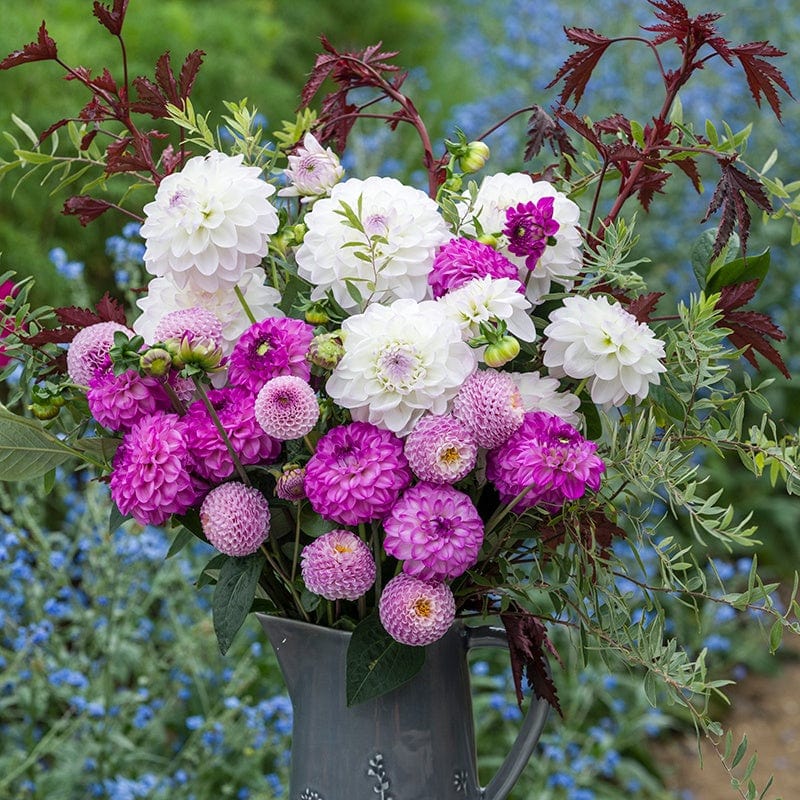 3 tubers, 1 of each The Frosted Lilac Dahlia Collection