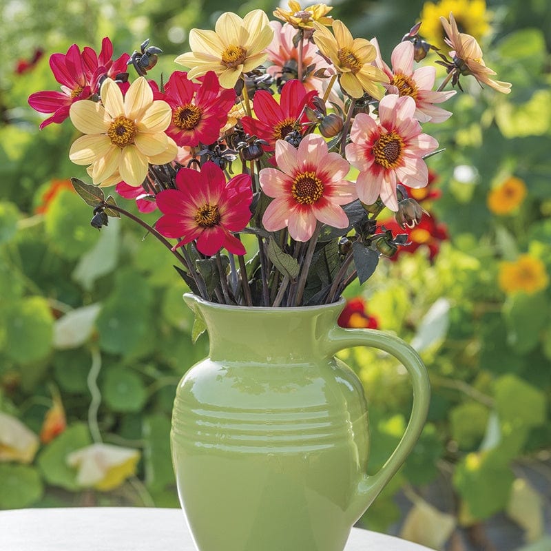 3 tubers, 1 of each The Happy Dahlia Collection