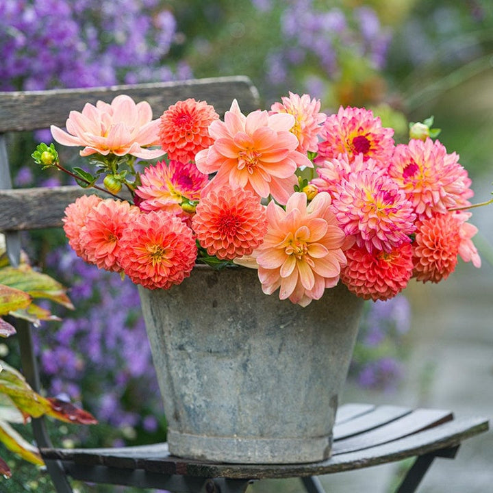 3 tubers, 1 of each The Sundowner Dahlia Collection