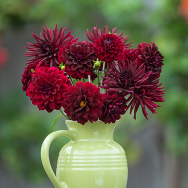 3 tubers, 1 of each The Velvet Night Dahlia Collection