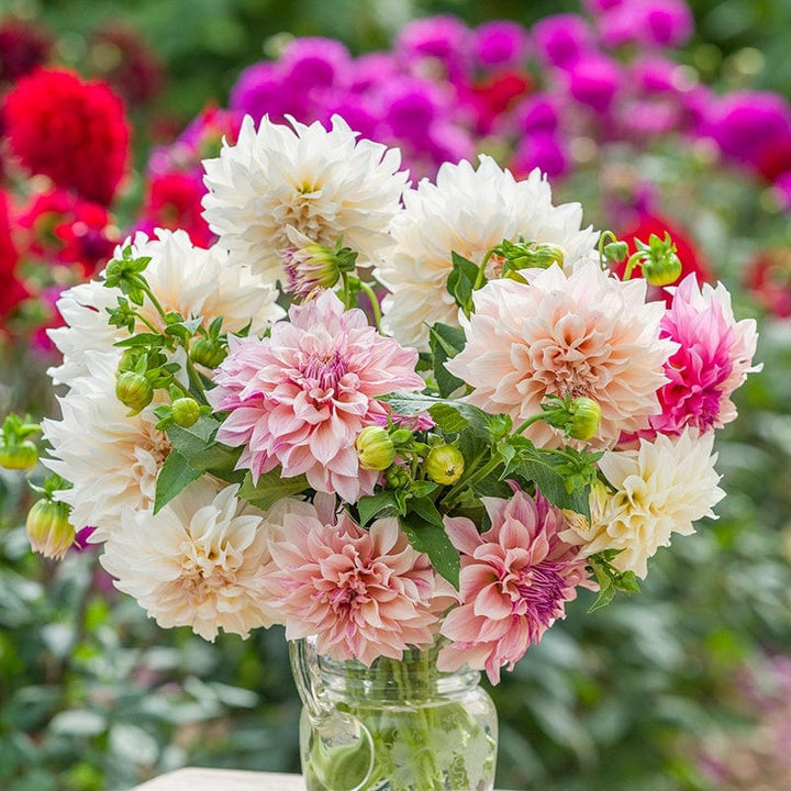 3 x 3L potted plant The Dahlia Parisian Collection