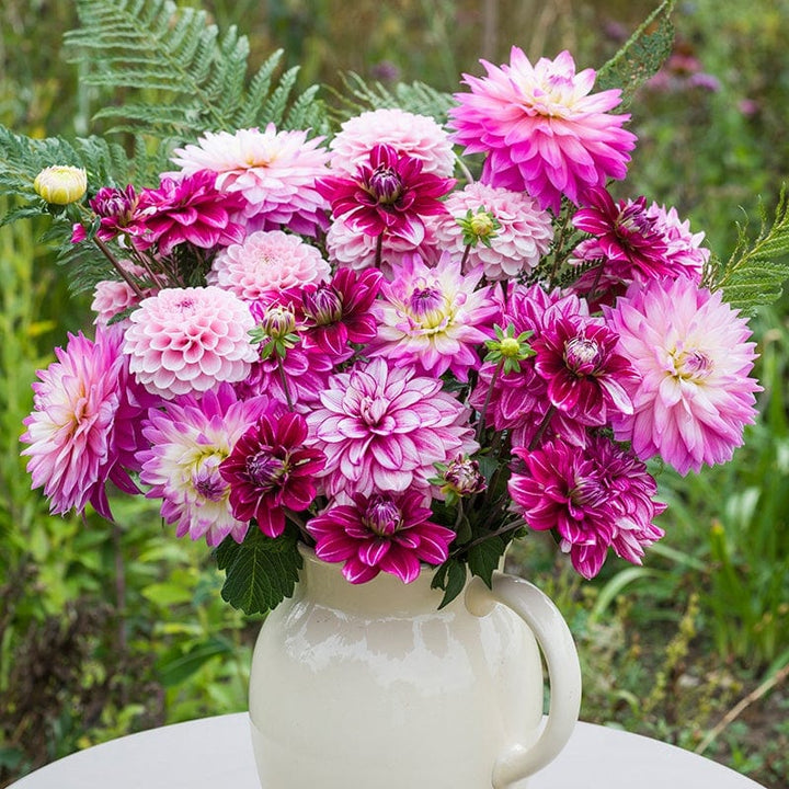 3 x 3L potted plants The Cherry Pink Dahlia Collection