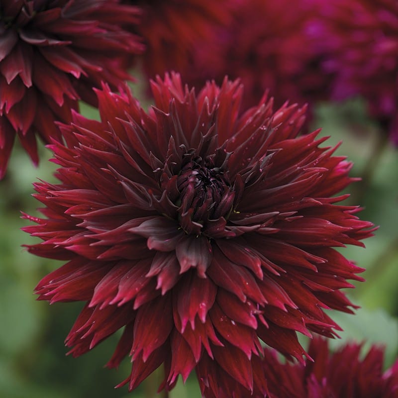 3 x 3L potted plants The Cinnamon and Cloves Dahlia Collection