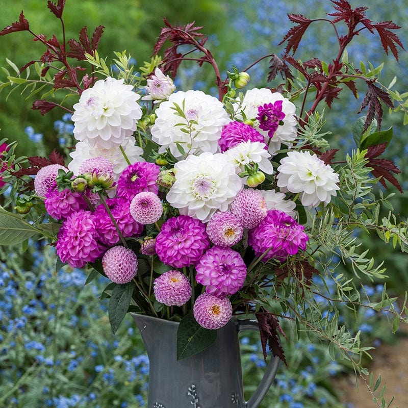 3 x 3L potted plants the frosted lilac dahlia collection