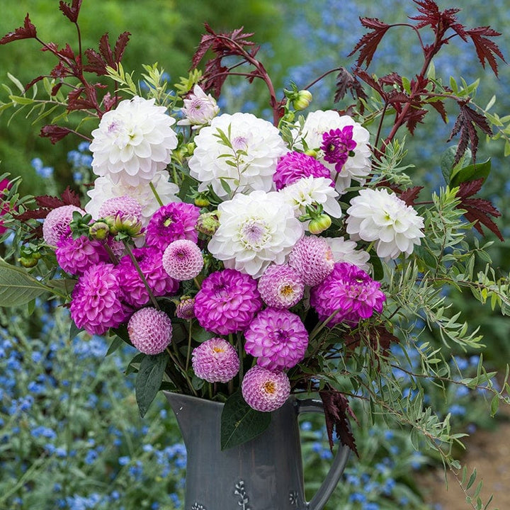 3 x 3L potted plants The Frosted Lilac Dahlia Collection