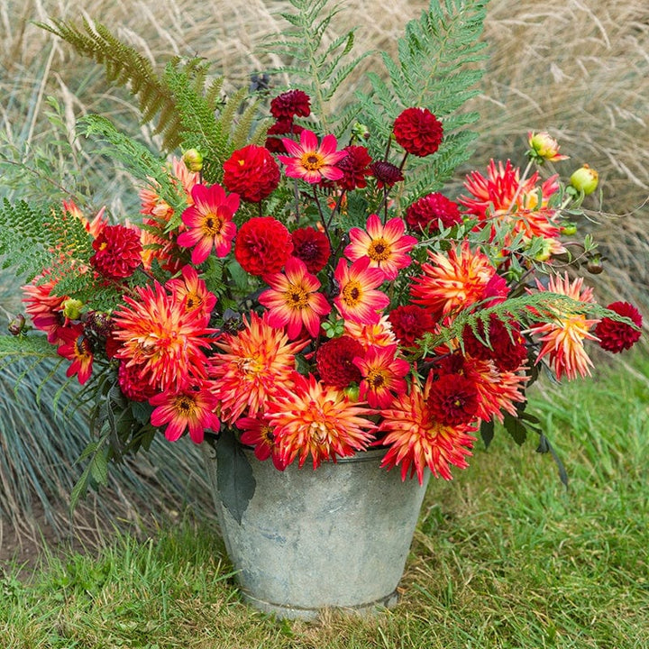 3 x 3L potted plants The Mexican Salsa Dahlia Collection