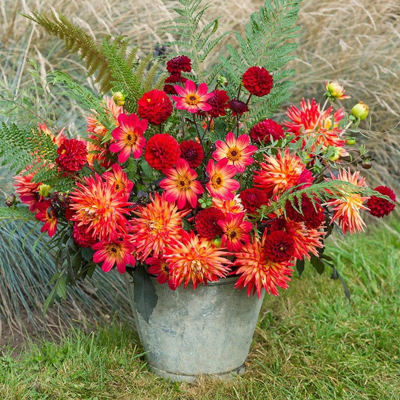 3 x 3L potted plants The Mexican Salsa Dahlia Collection