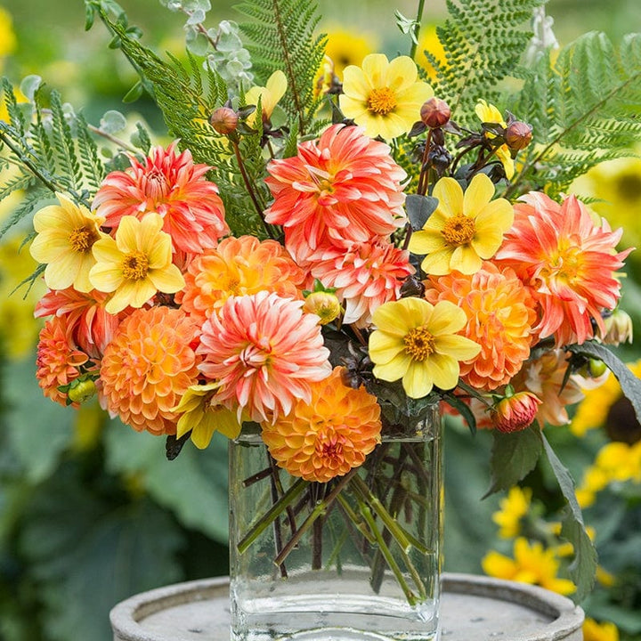 3 x 3L potted plants The Oranges and Lemons Dahlia Collection