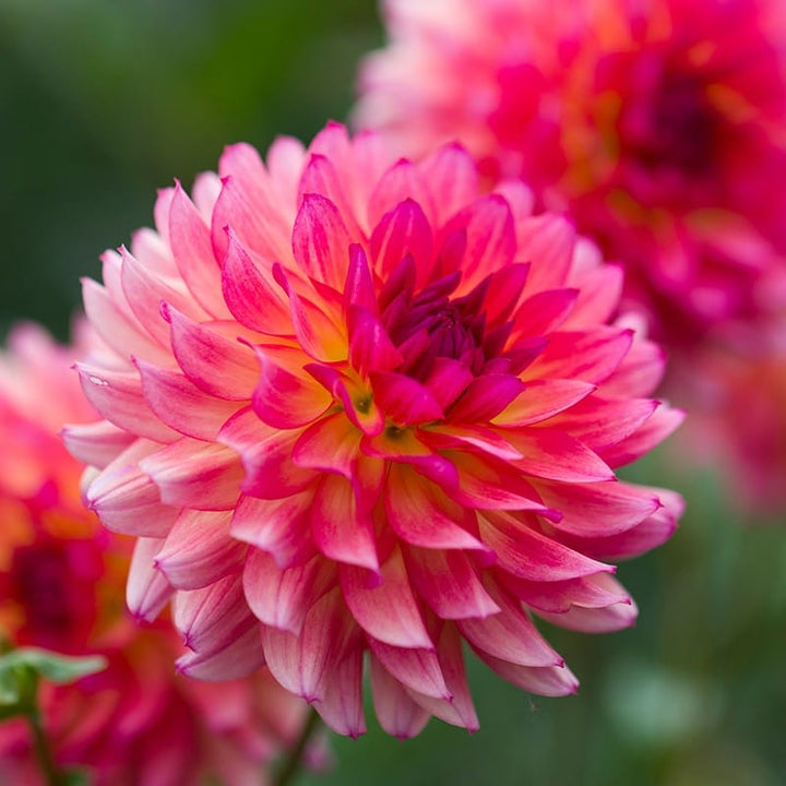 3 x 3L potted plants The Sundowner Dahlia Collection