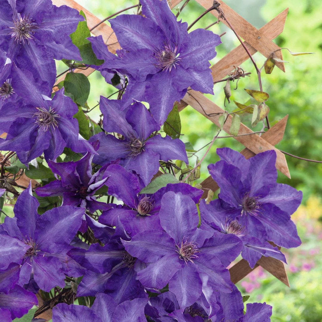 3 x 7cm Potted Plant Clematis The President Plants