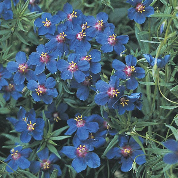 3 x 9cm potted plant Anagallis Skylover