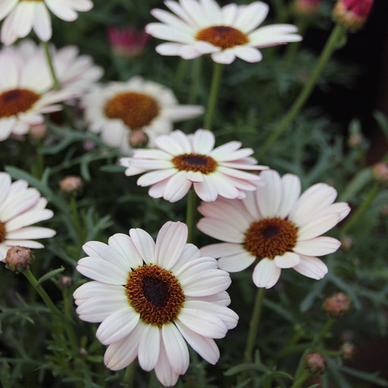 3 x 9cm potted plant Argyranthemum Grandaisy Ivory White