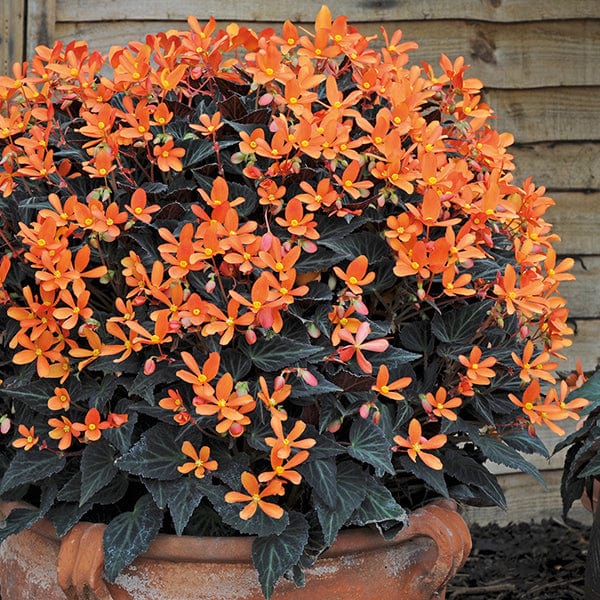 3 x 9cm potted plant Begonia Glowing Embers