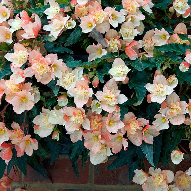 3 x 9cm potted plant Begonia Truffle Cream