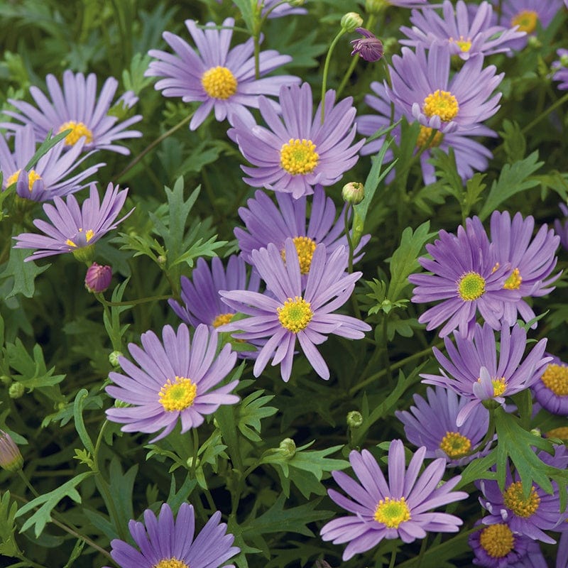 Flower Plants