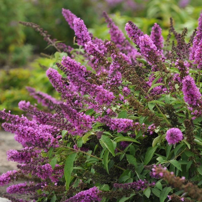 3 x 9cm Potted Plant Buddleja davidii Tutti Frutti Shrub Plants