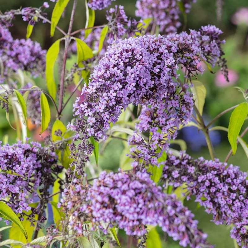 3 x 9cm Potted Plant Buddleja davidii Wisteria Lane Shrub Plants