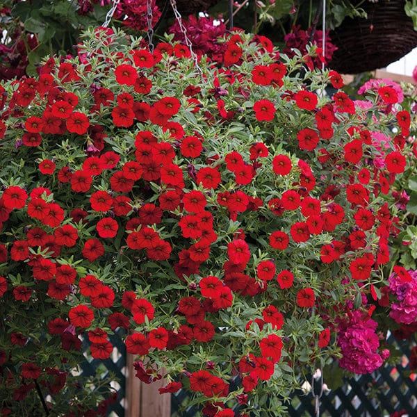 3 x 9cm potted plant Calibrachoa Cabaret Bright Red