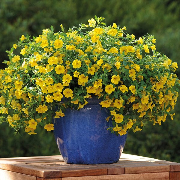 3 x 9cm potted plant Calibrachoa Cabaret Deep Yellow