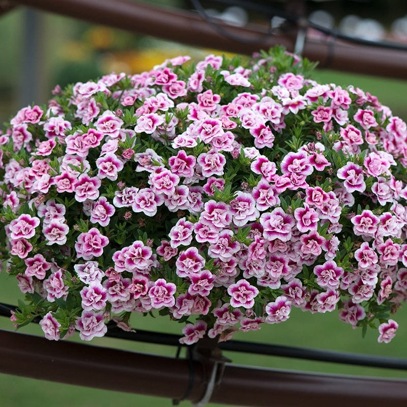 3 x 9cm potted plant Calibrachoa Pink Tastic