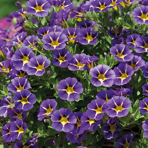 3 x 9cm potted plant Calibrachoa Starlight Blue