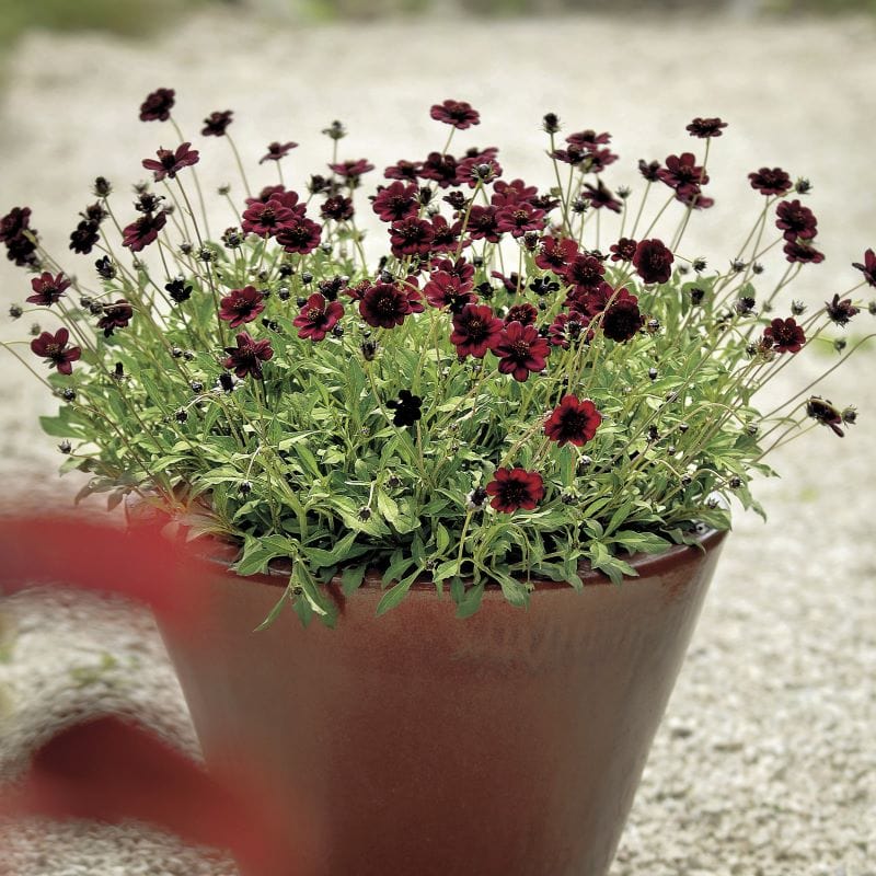 3 x 9cm potted plant Cosmos atrosanguineus Chocamocha