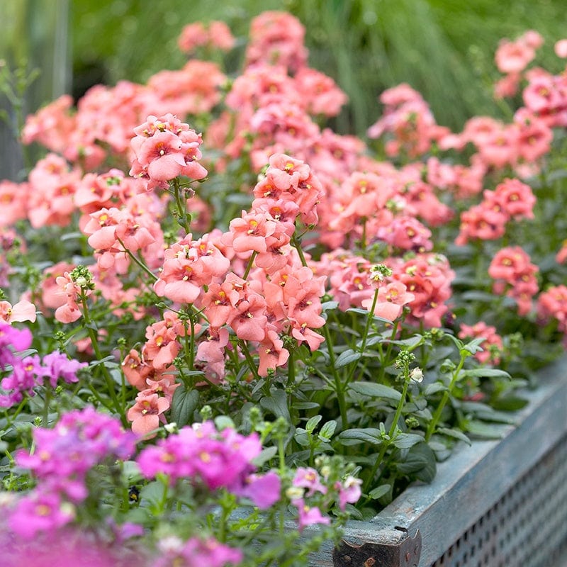 3 x 9cm potted plant Diascia Aurora Apricot