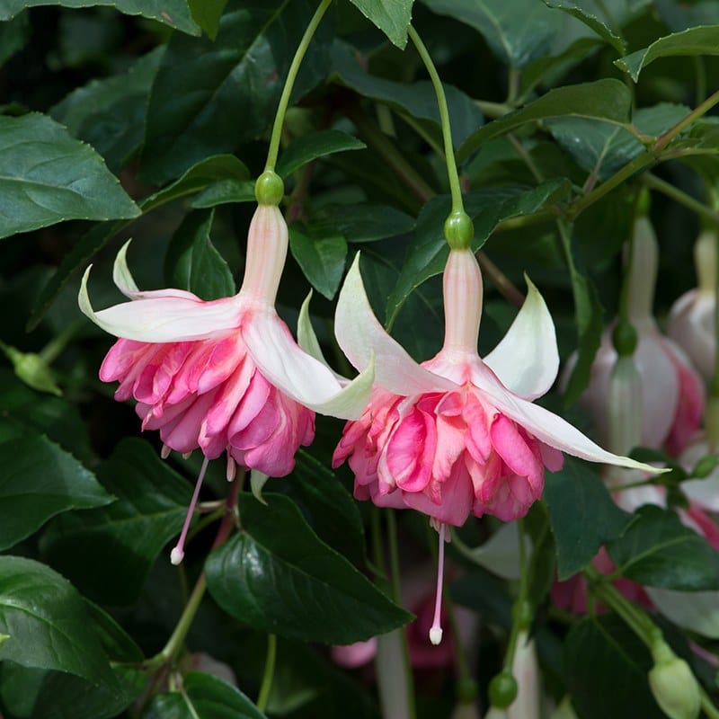 3 x 9cm potted plant Fuchsia Peachy (Giant Trailing)