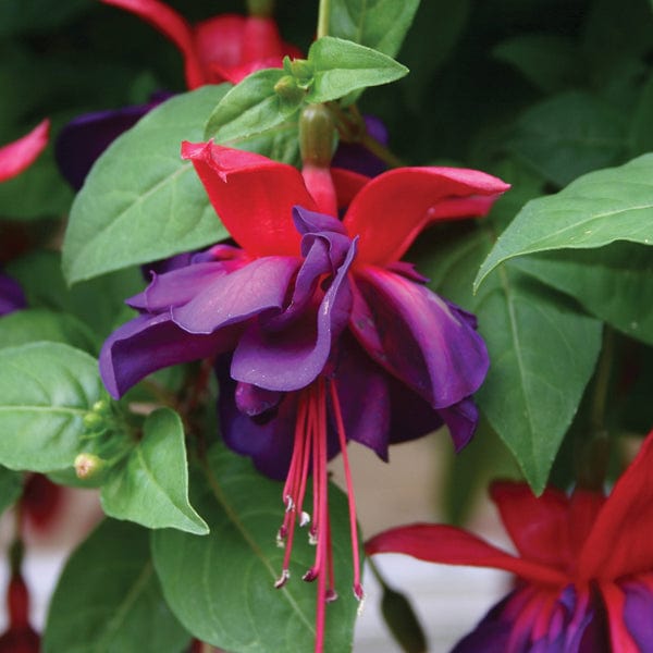 3 x 9cm potted plant Fuchsia Voodoo (Giant Trailing)