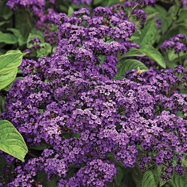 3 x 9cm potted plant Heliotrope Midnight Sky