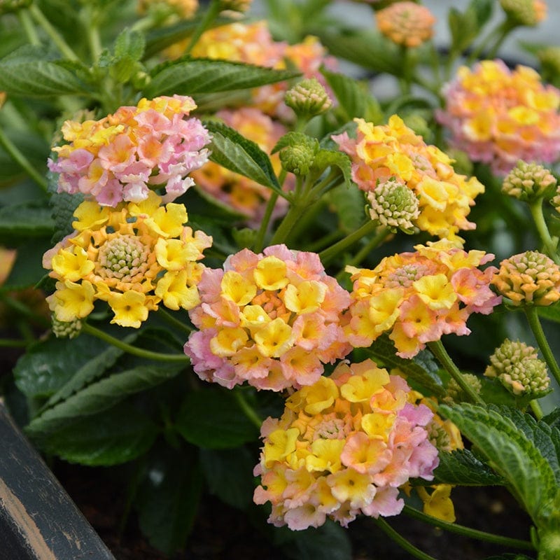 3 x 9cm potted plant Lantana Calippo Vintage