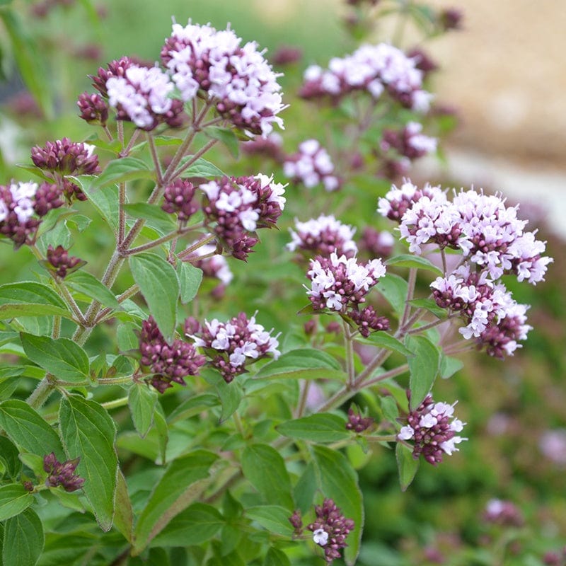 3 x 9cm potted plant Marjoram Pot