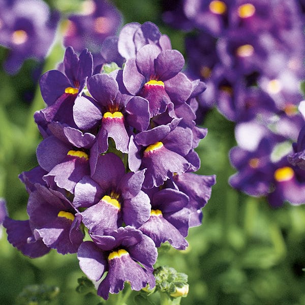3 x 9cm potted plant Nemesia Karoo Dark Blue
