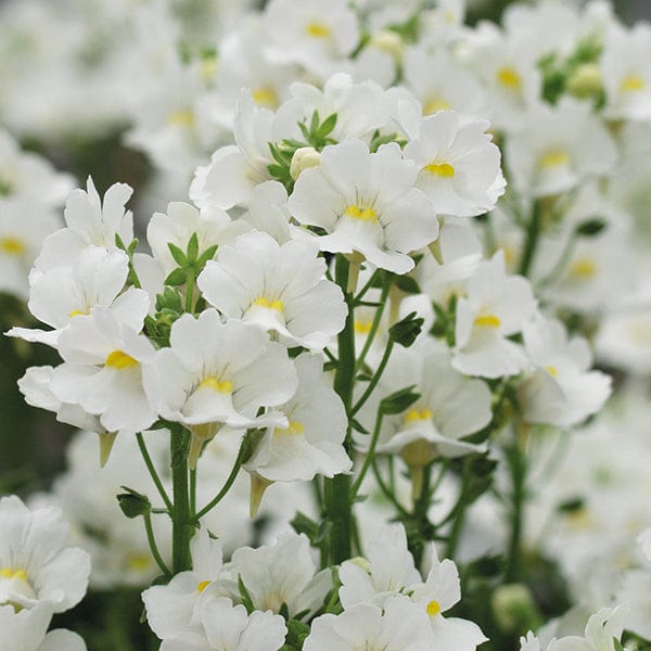 3 x 9cm potted plant Nemesia Karoo White