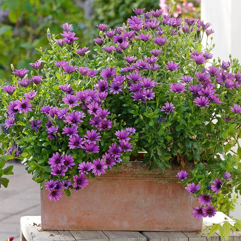 3 x 9cm potted plant Osteospermum Serenity Dark Purple