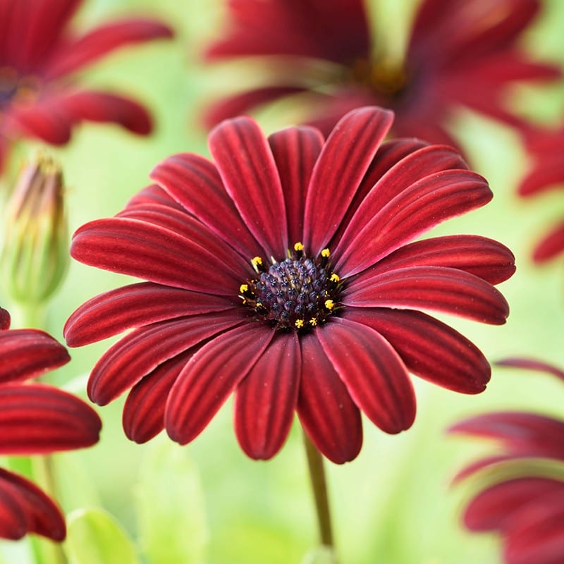 3 x 9cm potted plant Osteospermum Serenity Red