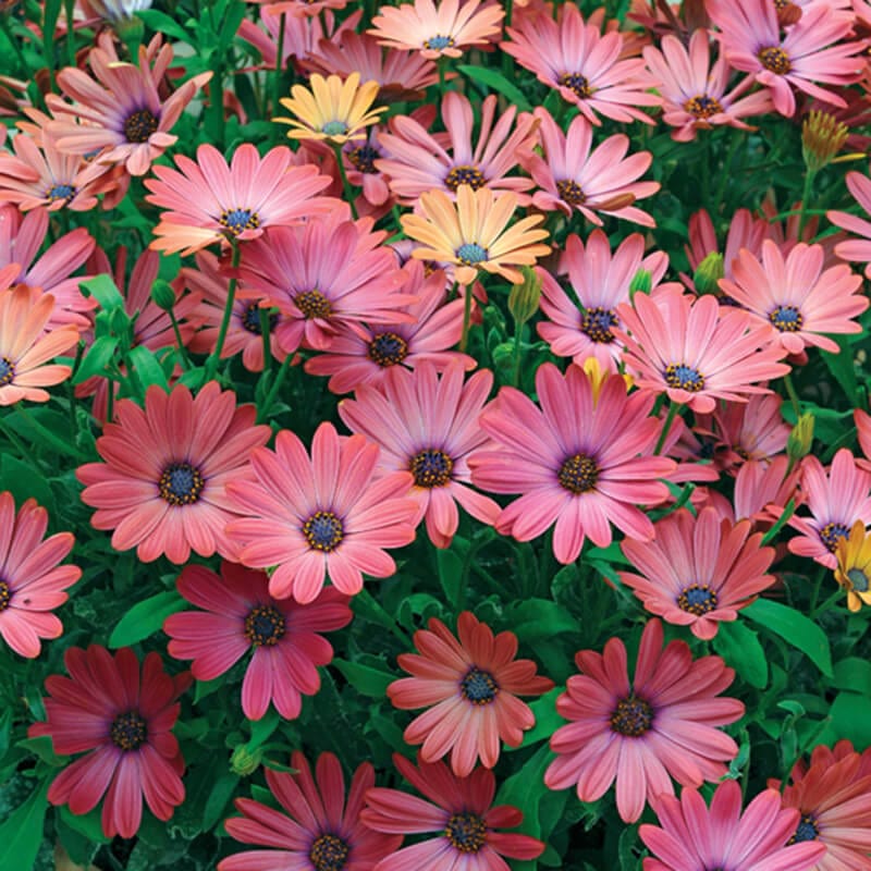 3 x 9cm potted plant Osteospermum Serenity Rose Magic