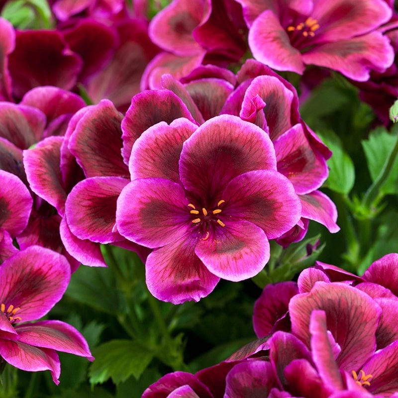 3 x 9cm potted plant Pelargonium Aldwyck