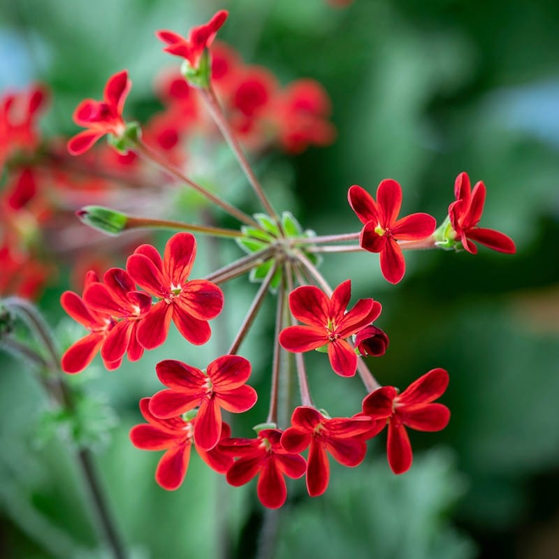 3 x 9cm potted plant Pelargonium Ardens