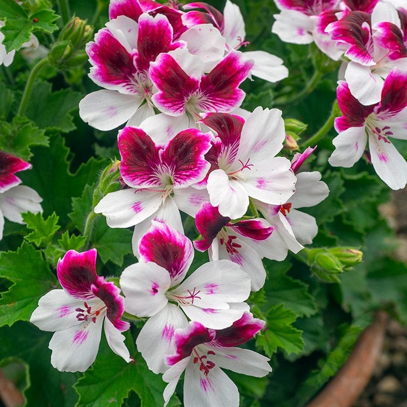 3 x 9cm potted plant Pelargonium Australian Mystery