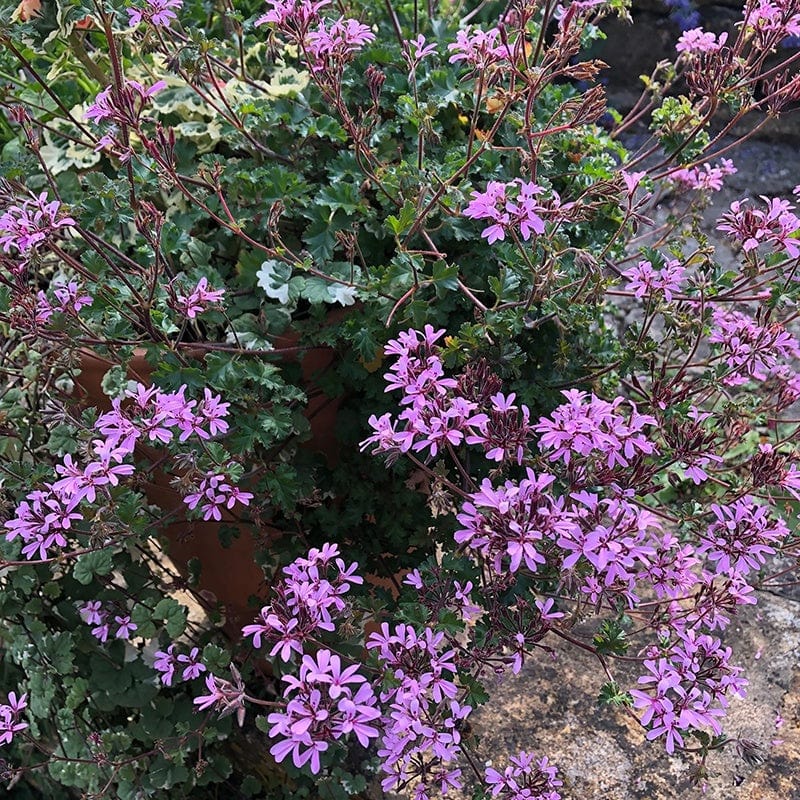 3 x 9cm potted plant Pelargonium Deerwood Lavender Lass