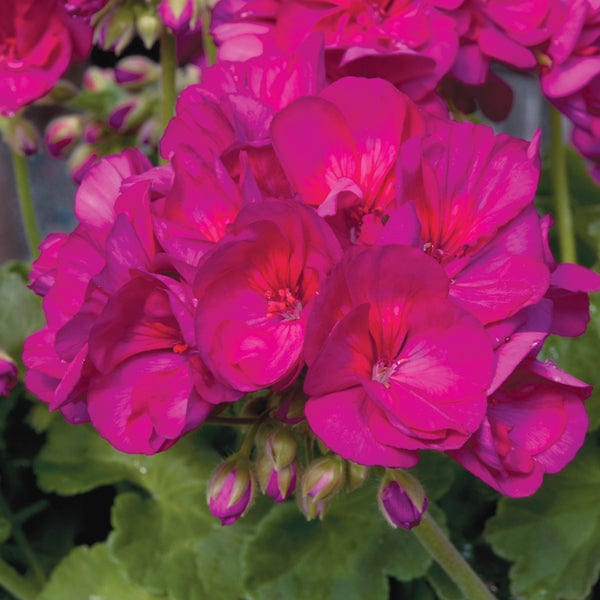 3 x 9cm potted plant Pelargonium Eco Merle Purple