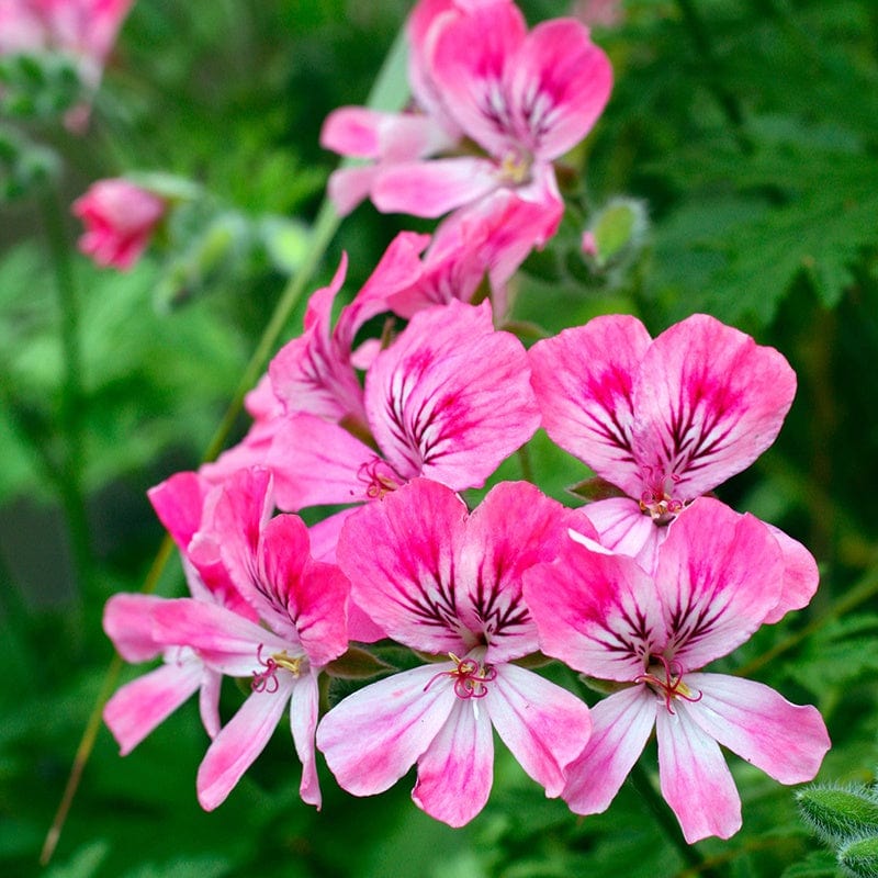 3 x 9cm potted plant Pelargonium Lara Starshine