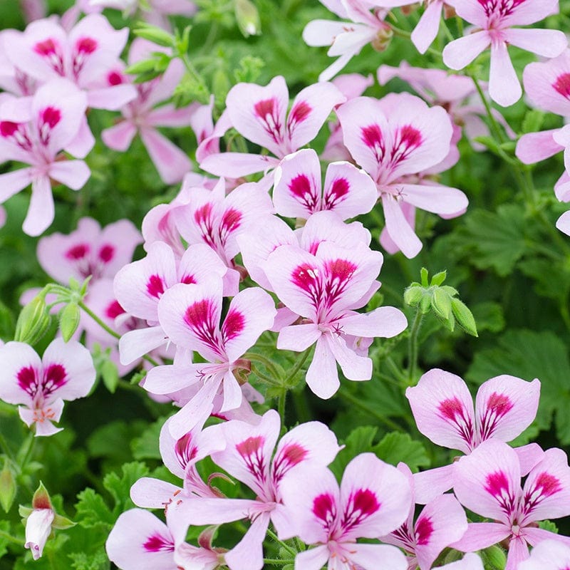 3 x 9cm potted plant Pelargonium Lemon Fancy