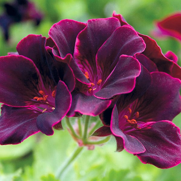 3 x 9cm potted plant Pelargonium Lord Bute