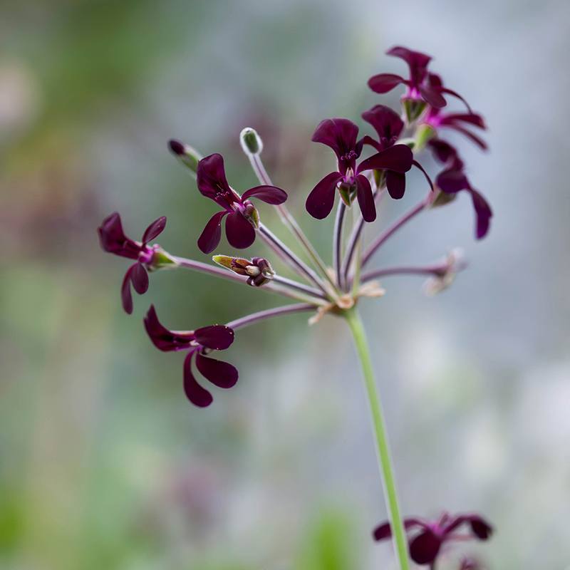 3 x 9cm potted plant Pelargonium sidoides