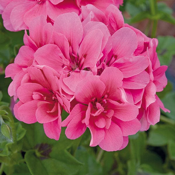 3 x 9cm potted plant Pelargonium Sunflair Josina Hot Pink