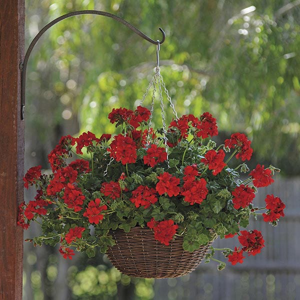 3 x 9cm potted plant Pelargonium Sunflair Ruben Dark Red